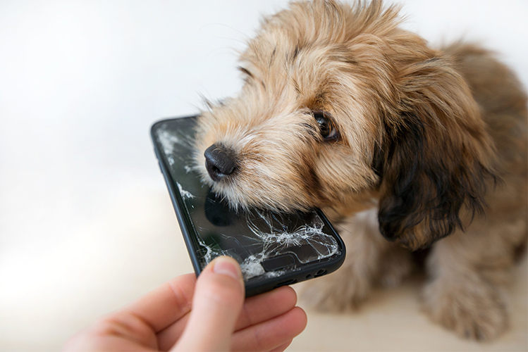 ムダ吠えや噛みつきなどのワンちゃんの問題行動でお悩みの飼い主さまへ