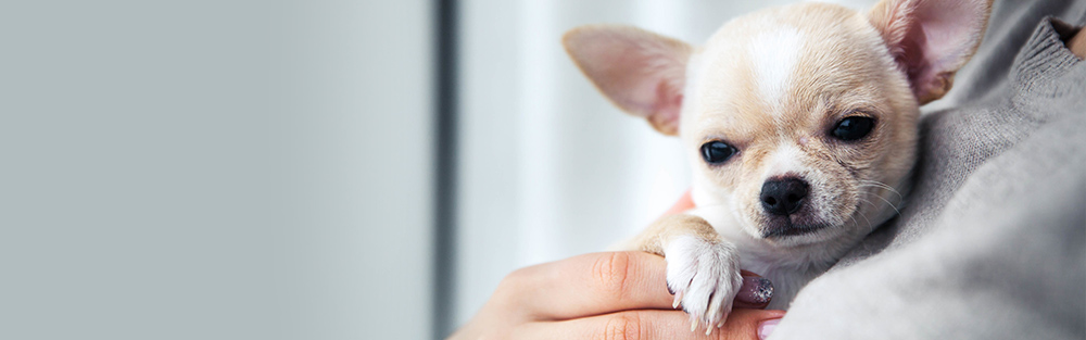 保護犬を迎えられた方